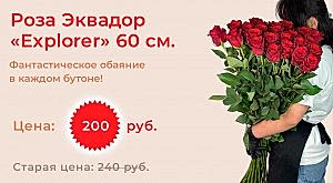 Королева роз — роза Эквадор «Explorer»